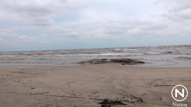 หรือเป็นสัญญาณเตือน? พบซากวาฬเกยหาดแหลมตะลุมพุก