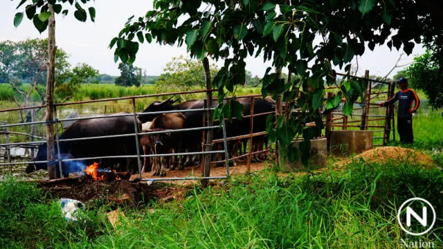 เร่งอพยพควายน้ำไว้ในที่ปลอดภัยก่อน "พายุปาบึก" เข้า