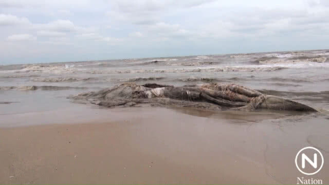 หรือเป็นสัญญาณเตือน? พบซากวาฬเกยหาดแหลมตะลุมพุก