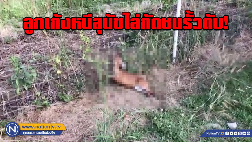 สุดอนาถ!!! ลูกเก้งหนีสุนัขไล่กัด ชนรั้วลวดหนามเข้าตาเสียชีวิต สุดอนาถ!!! ลูกเก้งหนีสุนัขไล่กัด ชนรั้วลวดหนามเข้าตาเสียชีวิต