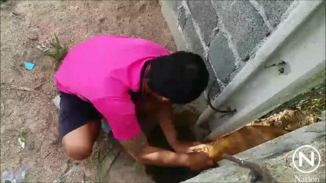 (คลิป) ช่วยสุนัขจรจัดติดซอกกำแพงหลายวัน