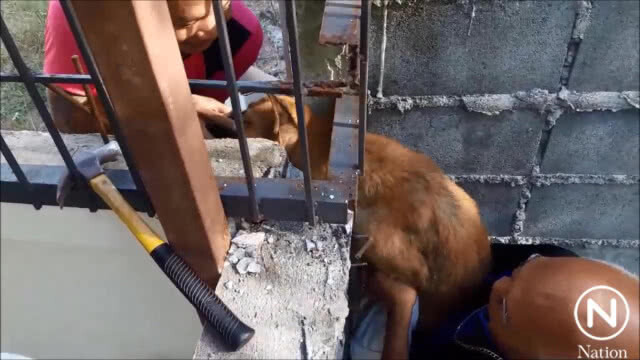 (คลิป) ช่วยสุนัขจรจัดติดซอกกำแพงหลายวัน