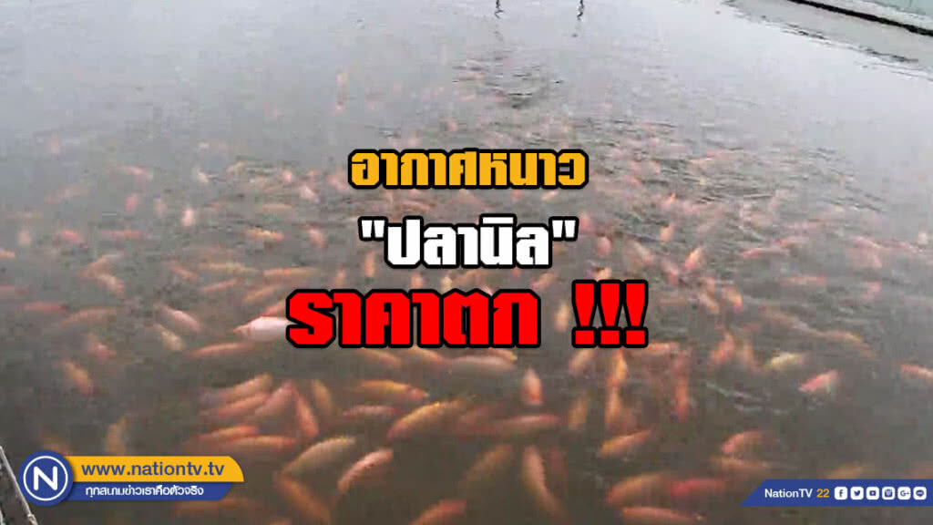 อากาศหนาว ส่งผล "ปลานิล" ราคาตก!!! อากาศหนาว ส่งผล "ปลานิล" ราคาตก!!!