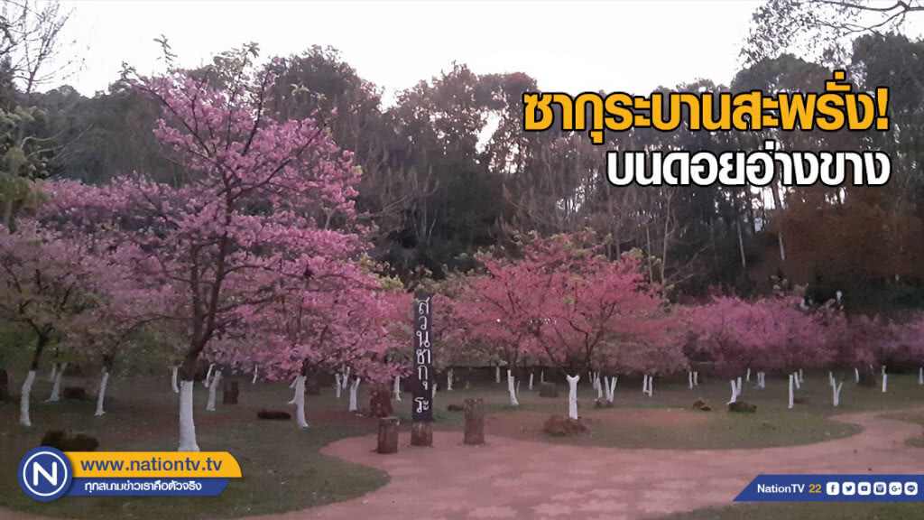 ซากุระบานสะพรั่งรับลมหนาว บนดอยอ่างขาง ซากุระบานสะพรั่งรับลมหนาว บนดอยอ่างขาง
