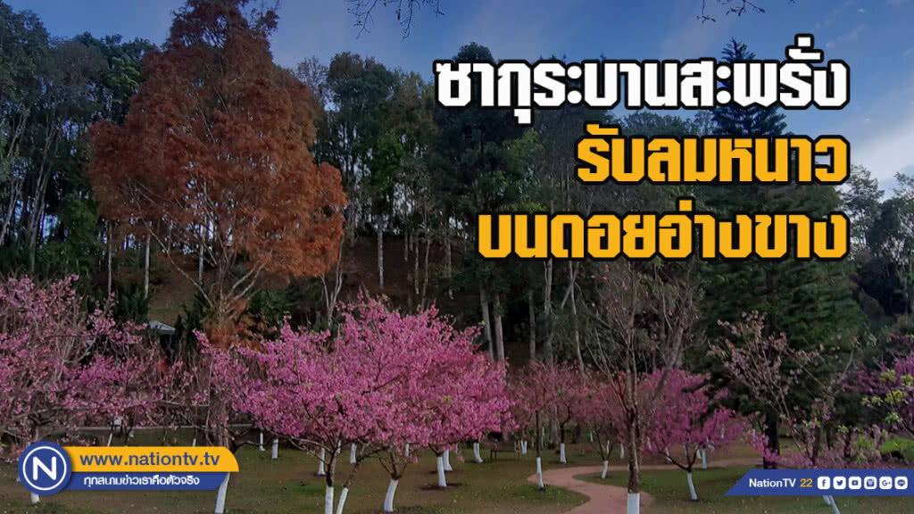 ซากุระบานสะพรั่งรับลมหนาว บนดอยอ่างขาง