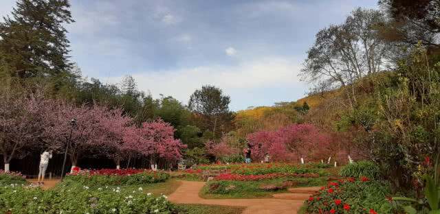 ซากุระบานสะพรั่งรับลมหนาว บนดอยอ่างขาง
