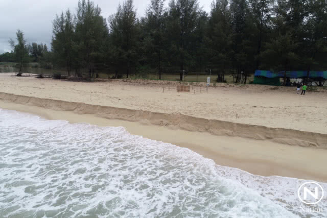 เฝ้าระวัง! ไข่เต่ามะเฟือง หลังพายุ "ปาบึก" ทำคลื่นลมแรงซัดชายหาด