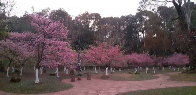 ซากุระบานสะพรั่งรับลมหนาว บนดอยอ่างขาง
