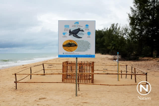 เฝ้าระวัง! ไข่เต่ามะเฟือง หลังพายุ "ปาบึก" ทำคลื่นลมแรงซัดชายหาด