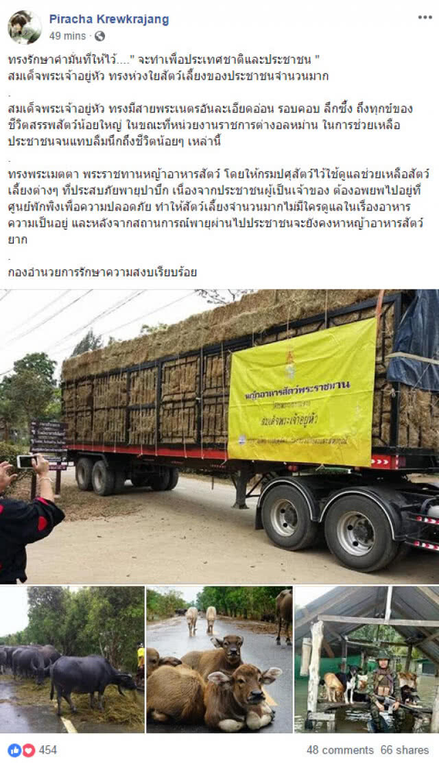 สมเด็จพระเจ้าอยู่หัว ทรงพระราชทานหญ้าอาหารสัตว์ ช่วยเหลือสัตว์เลี้ยงที่ประสบภัย