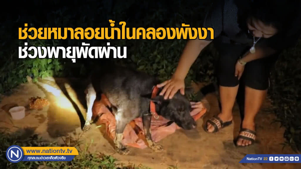 ช่วยหมาลอยน้ำในคลองพังงา ช่วงพายุพัดผ่าน ชาวบ้านตั้งชื่อ "ปาบึก"