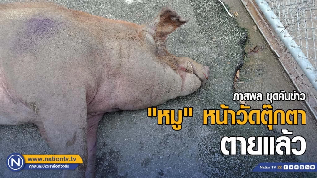 "หมู" หน้าวัดตุ๊กตา ตายแล้ว