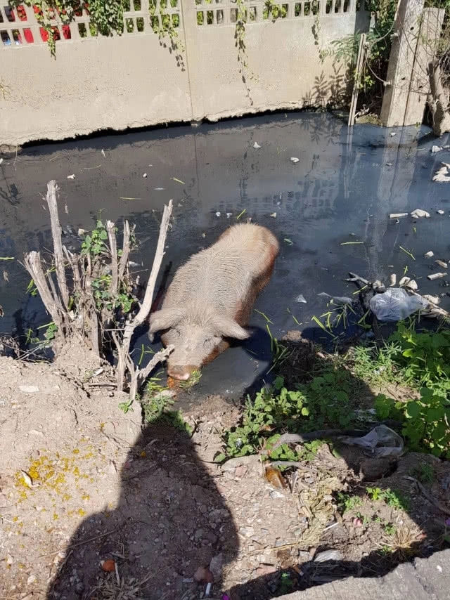 "หมู" หน้าวัดตุ๊กตา ตายแล้ว