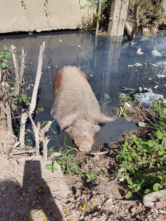 "หมู" หน้าวัดตุ๊กตา ตายแล้ว