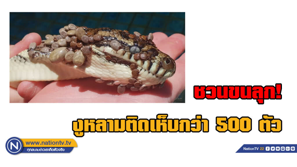 ช่วยชีวิต... งูหลามติดเห็บกว่า 500 ตัว