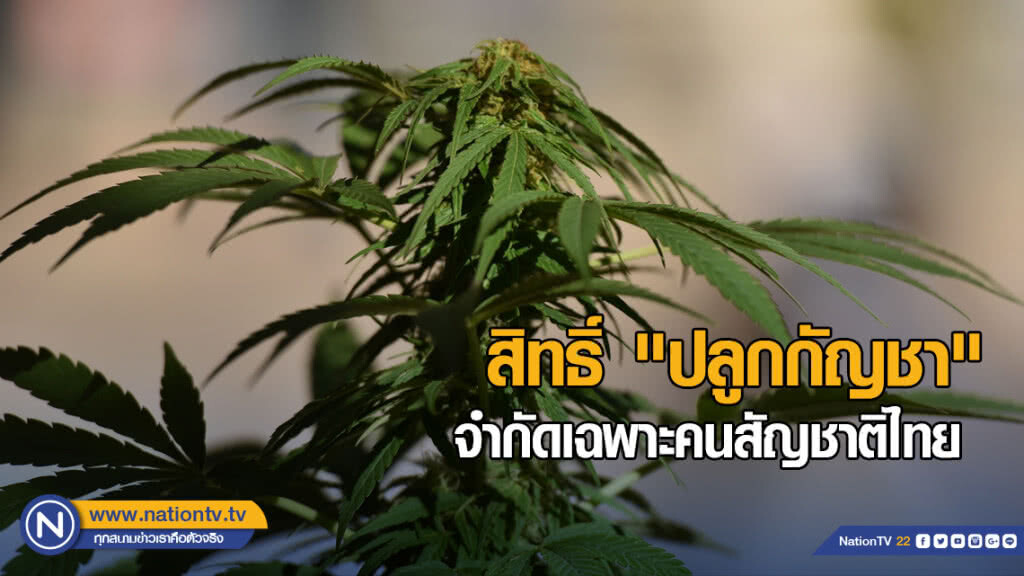 ป.ป.ส.ย้ำสิทธิ์ "ปลูกกัญชา" จำกัดเฉพาะคนสัญชาติไทย ป.ป.ส.ย้ำสิทธิ์ "ปลูกกัญชา" จำกัดเฉพาะคนสัญชาติไทย