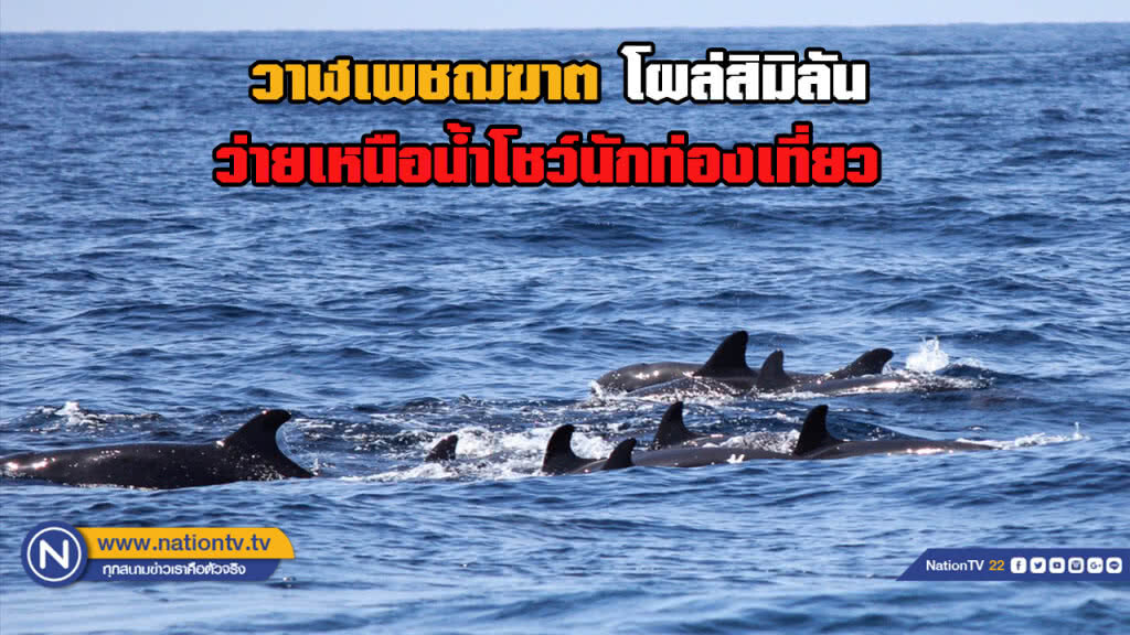 นักท่องเที่ยวเฮ...พบฝูงวาฬเพชฌฆาตดำกว่าสิบตัว โผล่โชว์ตัวที่หมู่เกาะสิมิลัน