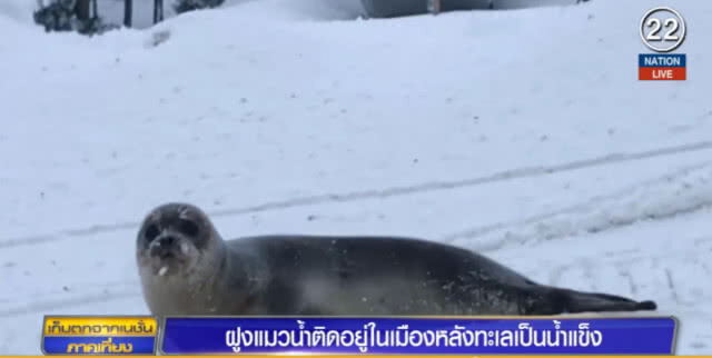 ฝูงแมวน้ำราว 40 ตัว ติดอยู่ในเมืองหลังทะเลกลายเป็นน้ำแข็ง