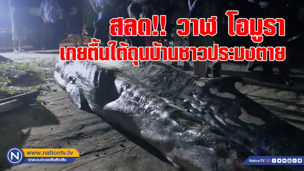 สลด วาฬ โอมูรา สายพันธุ์หายากพลัดหลงกับแม่ช่วงพายุ ปาบึกเกยตื้นใต้ถุนบ้านชาวประมงตาย