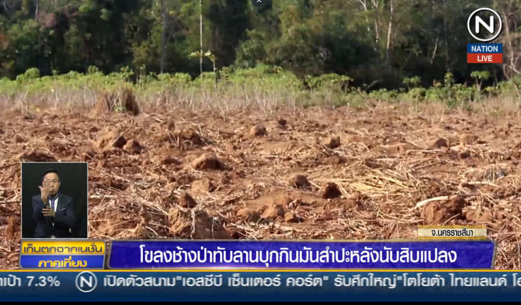 โขลงช้างป่าทับลาน บุกถอนมันสำปะหลังนับสิบแปลง