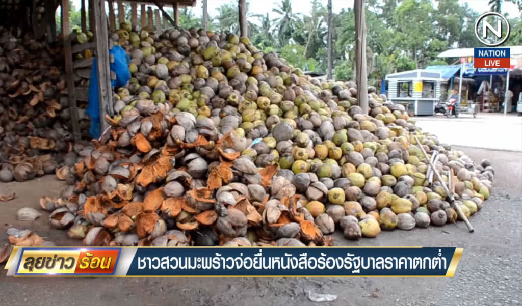 ชาวสวนมะพร้าวจ่อยื่นหนังสือร้องรัฐบาลราคาตกต่ำ ชาวสวนมะพร้าวจ่อยื่นหนังสือร้องรัฐบาลราคาตกต่ำ