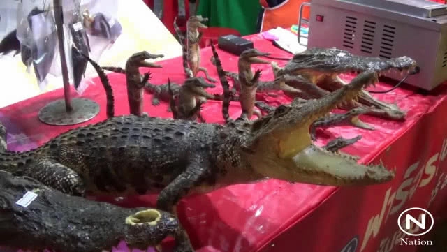 "จระเข้ปิ้งนมสด" ขายดี! คนแห่อุดหนุนแน่นร้าน