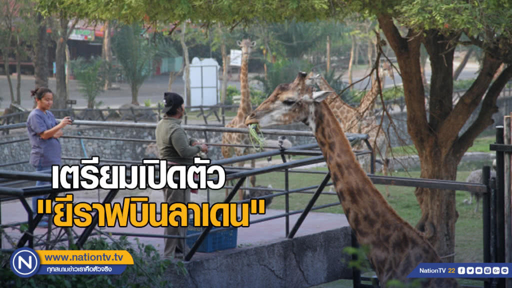 เปิดตัว "ยีราฟบินลาเดน" ช่วงตรุษจีน หลังย้ายมาจากสวนสัตว์ดุสิต เปิดตัว "ยีราฟบินลาเดน" ช่วงตรุษจีน หลังย้ายมาจากสวนสัตว์ดุสิต