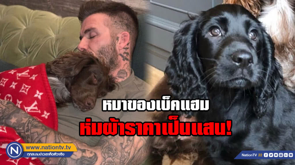 ชาวเน็ตตาร้อนผ่าว!!! หมาของเบ็คแฮมนอนห่มผ้า "หลุยส์ วิตตอง" ชาวเน็ตตาร้อนผ่าว!!! หมาของเบ็คแฮมนอนห่มผ้า "หลุยส์ วิตตอง"