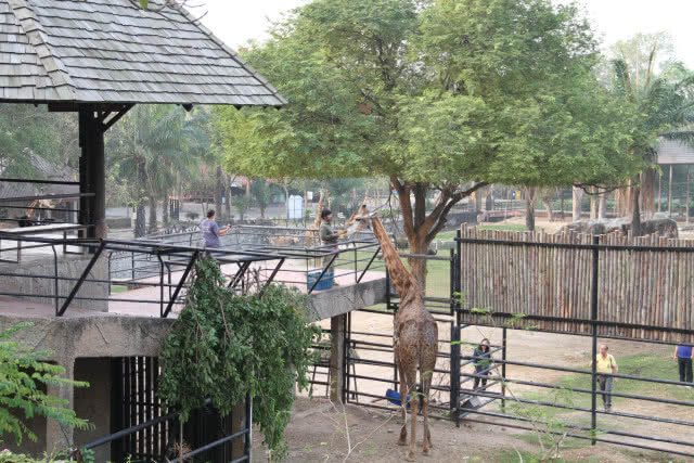 เปิดตัว "ยีราฟบินลาเดน" ช่วงตรุษจีน หลังย้ายมาจากสวนสัตว์ดุสิต