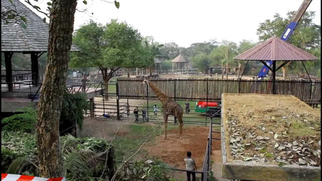 เปิดตัว "ยีราฟบินลาเดน" ช่วงตรุษจีน หลังย้ายมาจากสวนสัตว์ดุสิต