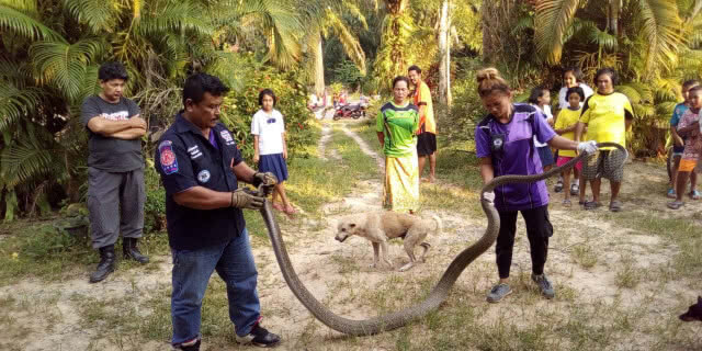 ชาวบ้านผวา!!! พญาจงอาง 6 เมตร