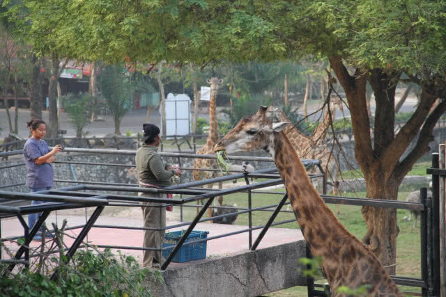 เปิดตัว "ยีราฟบินลาเดน" ช่วงตรุษจีน หลังย้ายมาจากสวนสัตว์ดุสิต