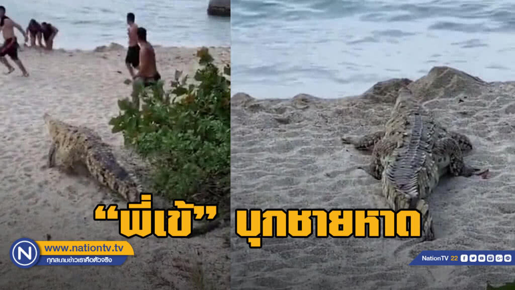 วงแตก! นักท่องเที่ยววิ่งหนีจระเข้โผล่ชายหาด