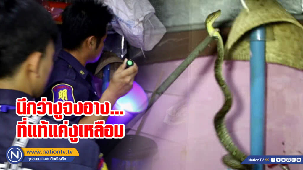ผวาแจ้งกู้ภัยฯ งูจงอางตัวเท่าแขนบุกบ้าน ที่แท้แค่งูเหลือม ผวาแจ้งกู้ภัยฯ งูจงอางตัวเท่าแขนบุกบ้าน ที่แท้แค่งูเหลือม