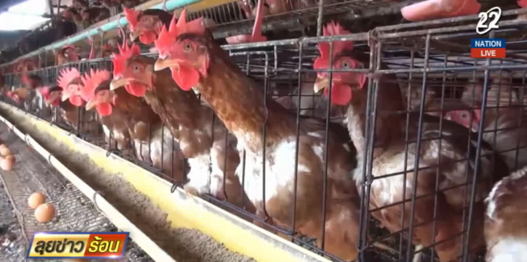 เกษตรกรเฮ!...สิงคโปร์นำเข้าไข่ไก่เพิ่มอีก 10.8 ล้านฟอง/เดือน
