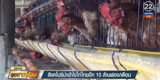 เกษตรกรเฮ!...สิงคโปร์นำเข้าไข่ไก่เพิ่มอีก 10.8 ล้านฟอง/เดือน