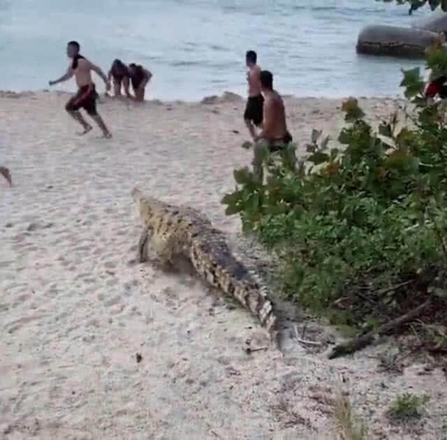 วงแตก! นักท่องเที่ยววิ่งหนีจระเข้โผล่ชายหาด