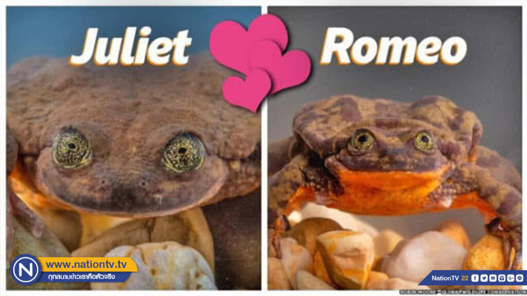 คิดว่าเหลือตัวเดียวในโลก! กบโรมิโอประกาศหาคู่จนเจอ