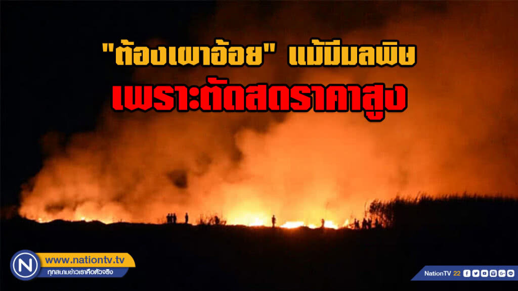เกษตรกรระบุ "ต้องเผาอ้อย" แม้มีมลพิษ เพราะตัดสดราคาสูง