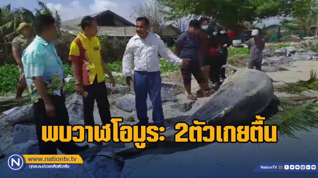 พบวาฬโอมูระ 2ตัวเกยติ้นหาดบ้านปากแตระและหาดชลาทัศน์ พบวาฬโอมูระ 2ตัวเกยติ้นหาดบ้านปากแตระและหาดชลาทัศน์