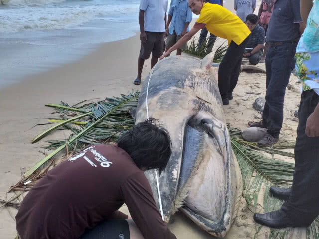 พบวาฬโอมูระ 2ตัวเกยติ้นหาดบ้านปากแตระและหาดชลาทัศน์