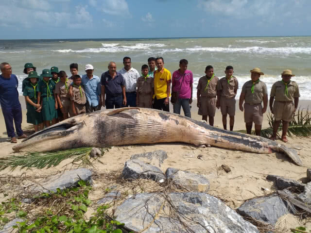 พบวาฬโอมูระ 2ตัวเกยติ้นหาดบ้านปากแตระและหาดชลาทัศน์