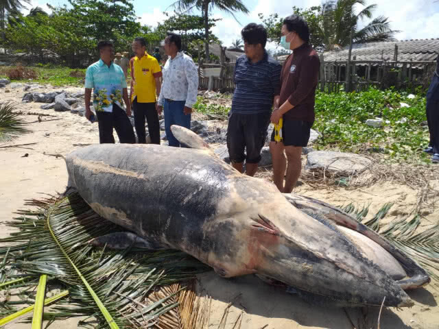 พบวาฬโอมูระ 2ตัวเกยติ้นหาดบ้านปากแตระและหาดชลาทัศน์