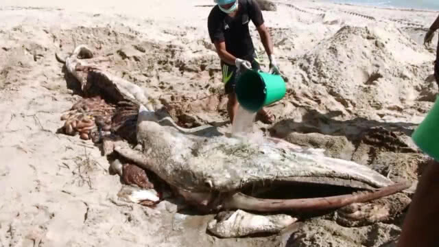 พบวาฬโอมูระ 2ตัวเกยติ้นหาดบ้านปากแตระและหาดชลาทัศน์