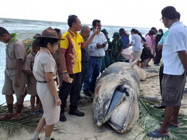 พบวาฬโอมูระ 2ตัวเกยติ้นหาดบ้านปากแตระและหาดชลาทัศน์