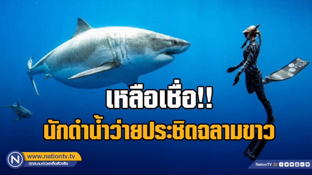 เหลือเชื่อ นักดำน้ำว่ายประชิดฉลามขาว เหลือเชื่อ นักดำน้ำว่ายประชิดฉลามขาว