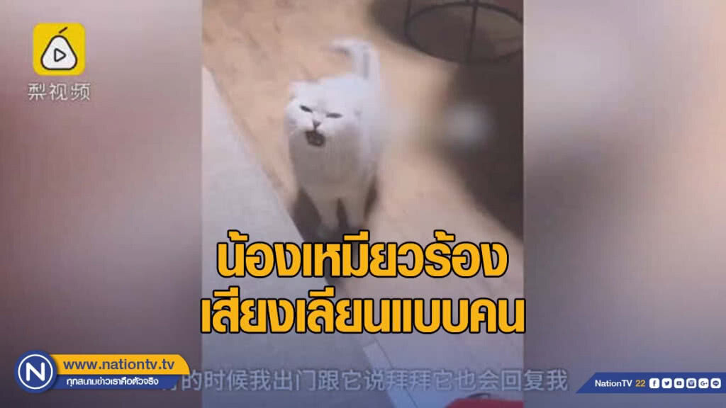 ทาสเเมวต้องระทวย เพราะน้องเหมียวร้องเสียงเลียนแบบคน ทาสเเมวต้องระทวย เพราะน้องเหมียวร้องเสียงเลียนแบบคน