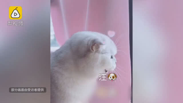 ทาสเเมวต้องระทวย เพราะน้องเหมียวร้องเสียงเลียนแบบคน