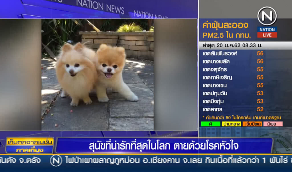 สุนัขที่น่ารักที่สุดในโลก ตายด้วยโรคหัวใจ สุนัขที่น่ารักที่สุดในโลก ตายด้วยโรคหัวใจ