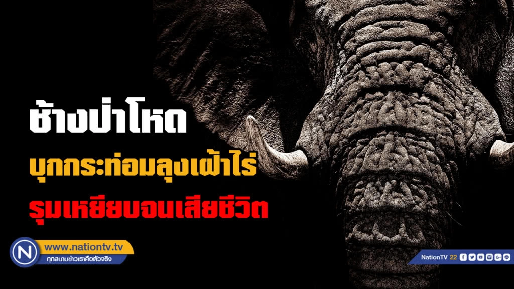 "ช้างป่า" รุมเหยียบลุงเฝ้าไร่สับปะรดเสียชีวิตสุดสลด "ช้างป่า" รุมเหยียบลุงเฝ้าไร่สับปะรดเสียชีวิตสุดสลด